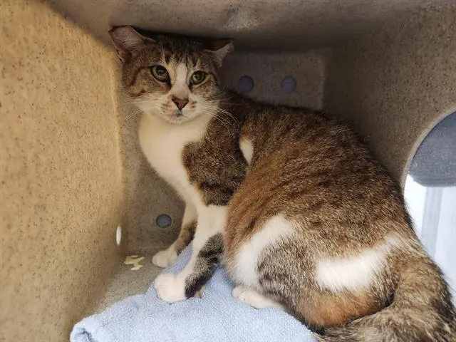 Barn Cat Prima