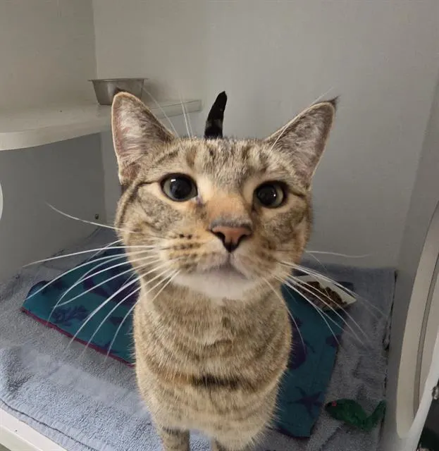 Tabby
