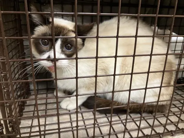 Adoptable Cat