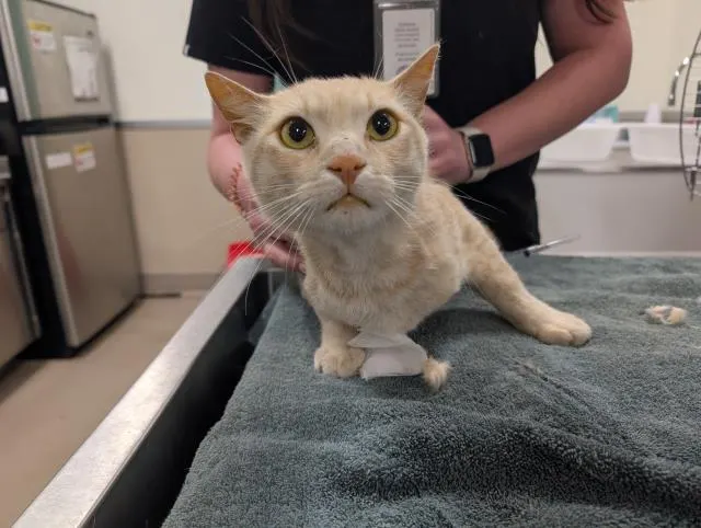 Adoptable Cat