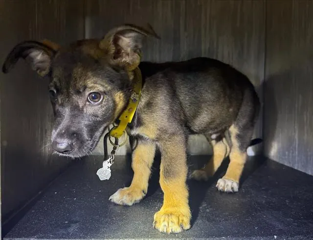 Adoptable Dog
