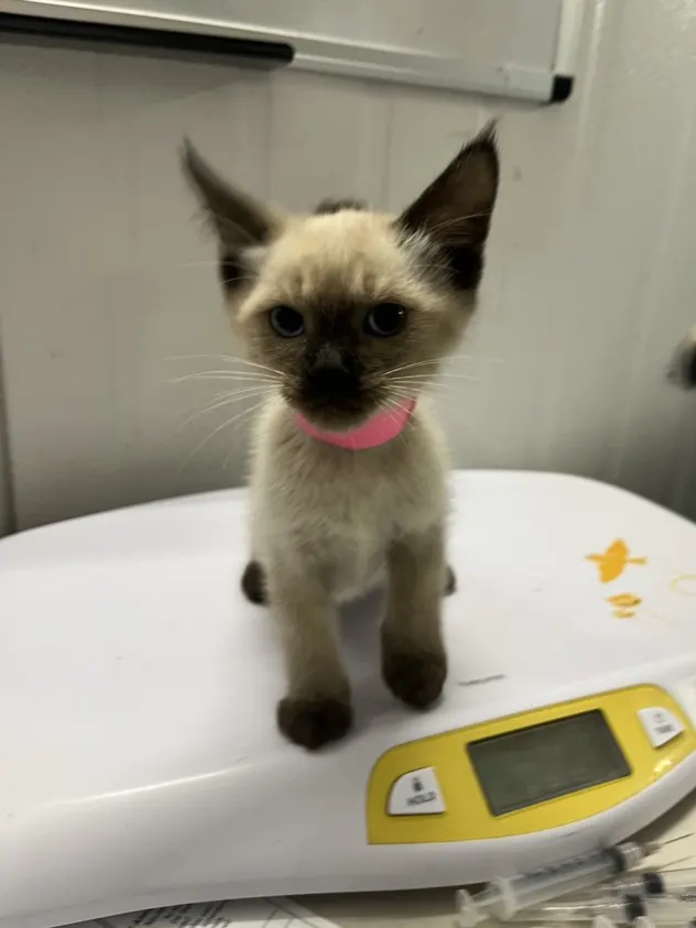 Adoptable Cat