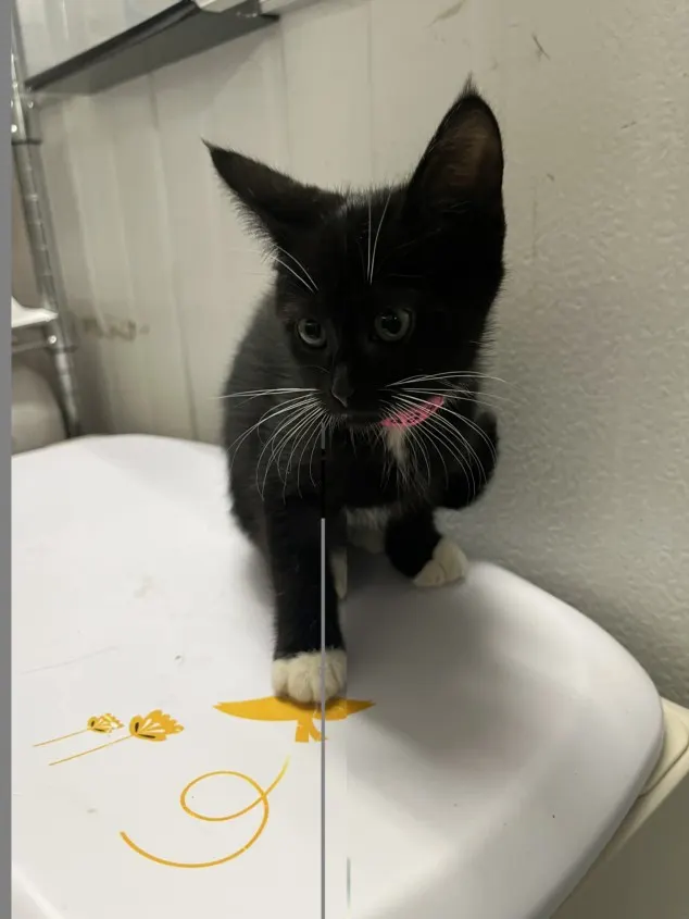 Adoptable Cat