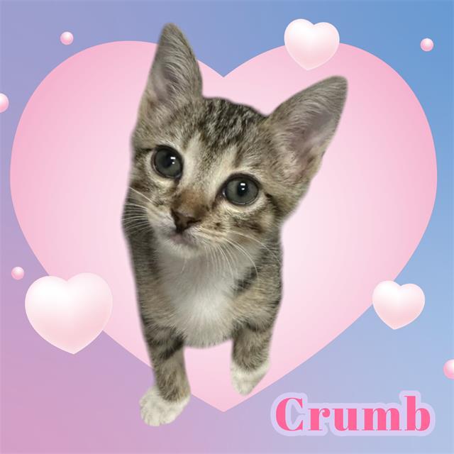 Crumb