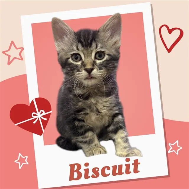 Biscuit