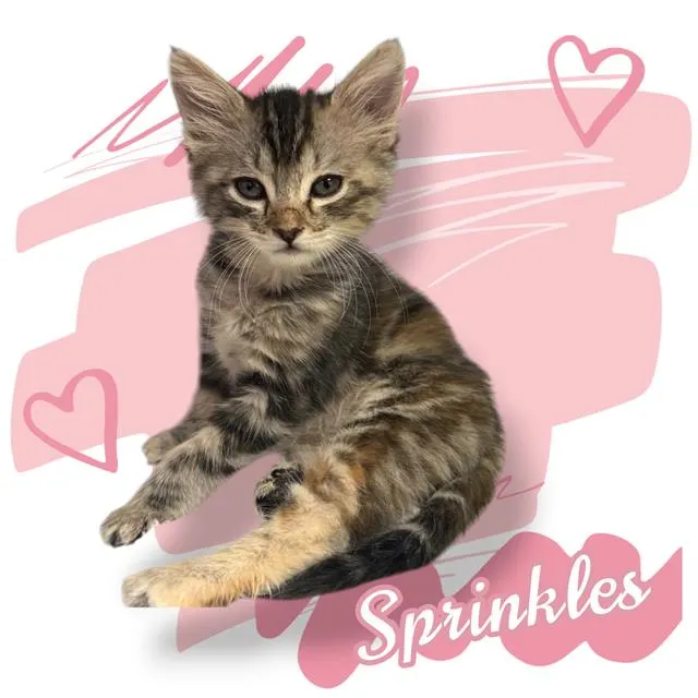 Sprinkles