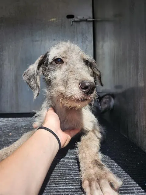Luna