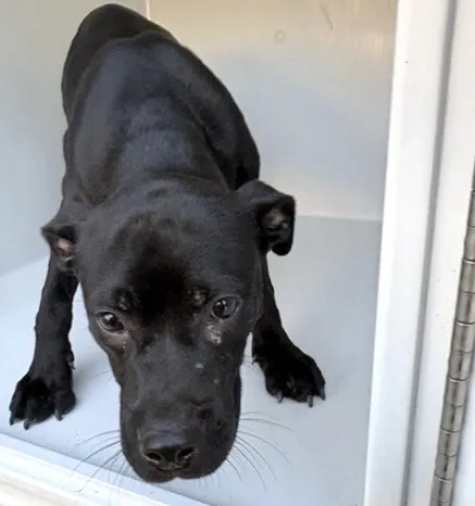 Adoptable Dog