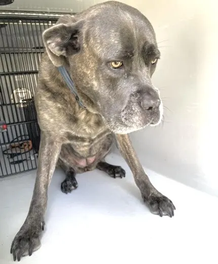Adoptable Dog