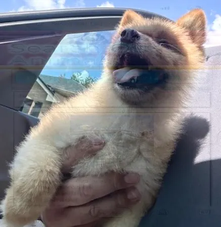 Adoptable Dog