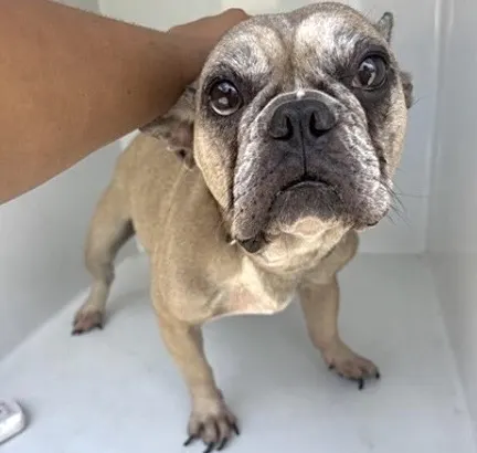 Adoptable Dog