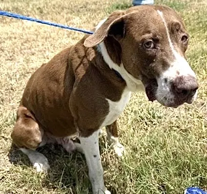 Adoptable Dog