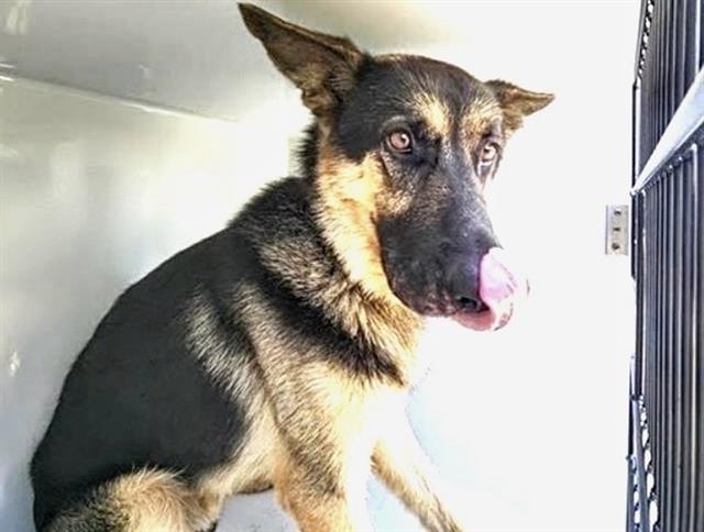 Adoptable Dog