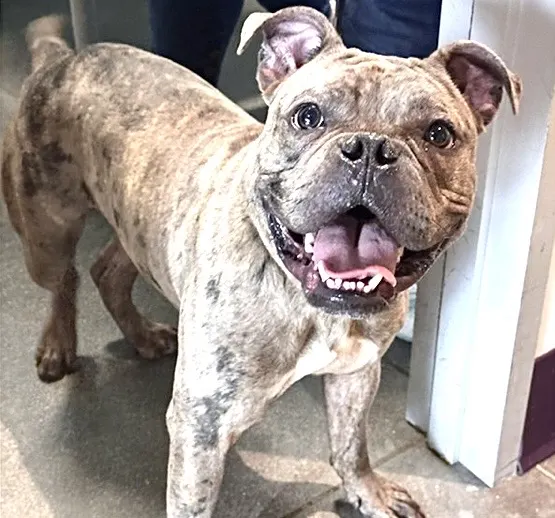 Adoptable Dog