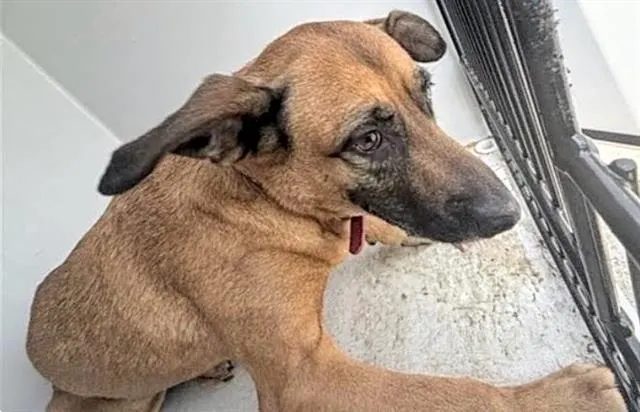 Adoptable Dog