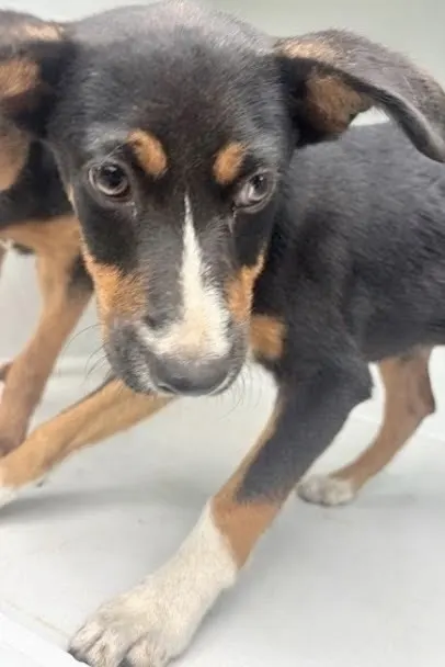 Adoptable Dog