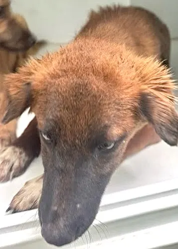 Adoptable Dog