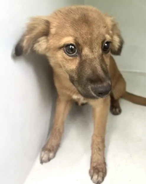 Adoptable Dog