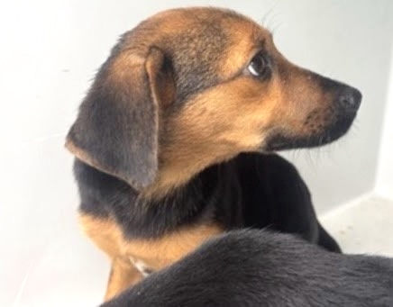 Adoptable Dog