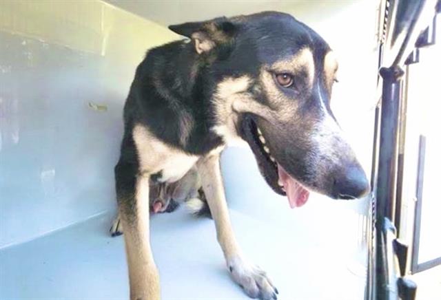 Adoptable Dog