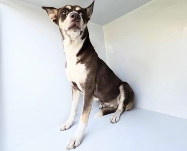 Adoptable Dog