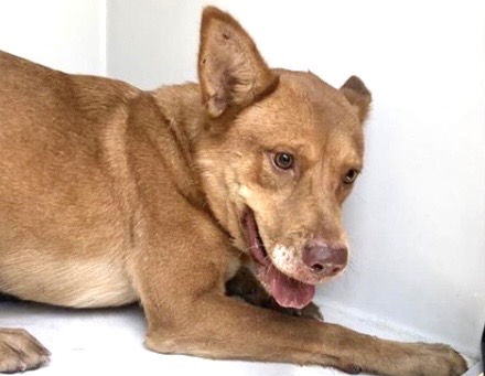 Adoptable Dog