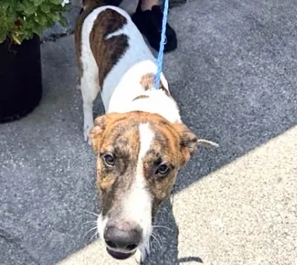 Adoptable Dog