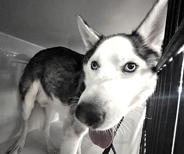 Adoptable Dog