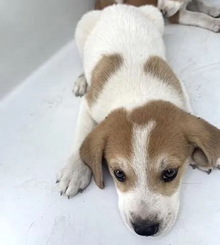 Jack