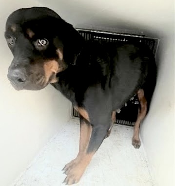 Adoptable Dog
