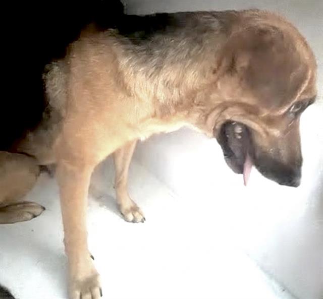 Adoptable Dog