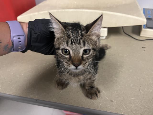 Adoptable Cat