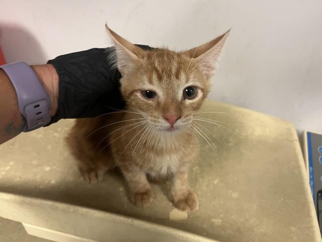 Adoptable Cat