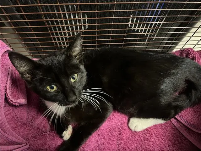 Adoptable Cat