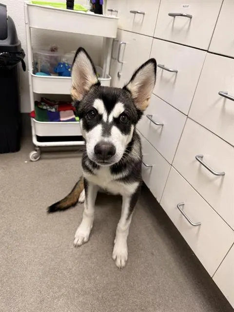 Adoptable Dog
