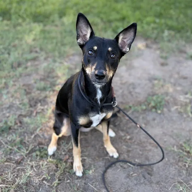 Shilo