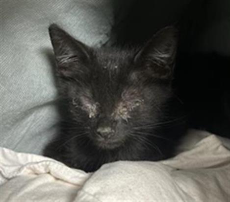 Adoptable Cat
