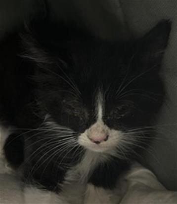 Adoptable Cat