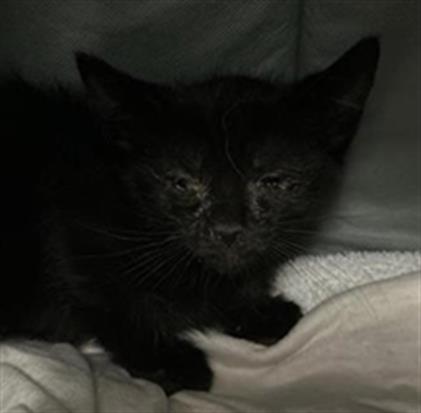 Adoptable Cat