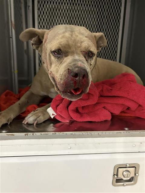 Adoptable Dog