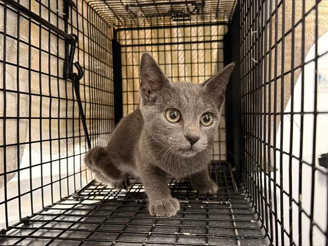 Adoptable Cat