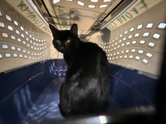 Adoptable Cat