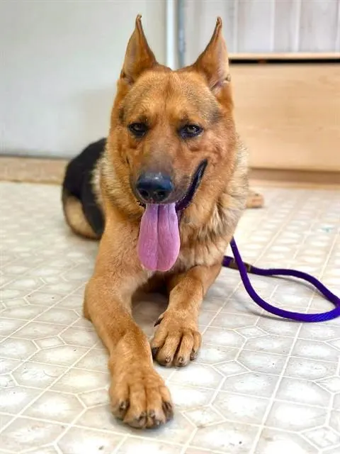Samson