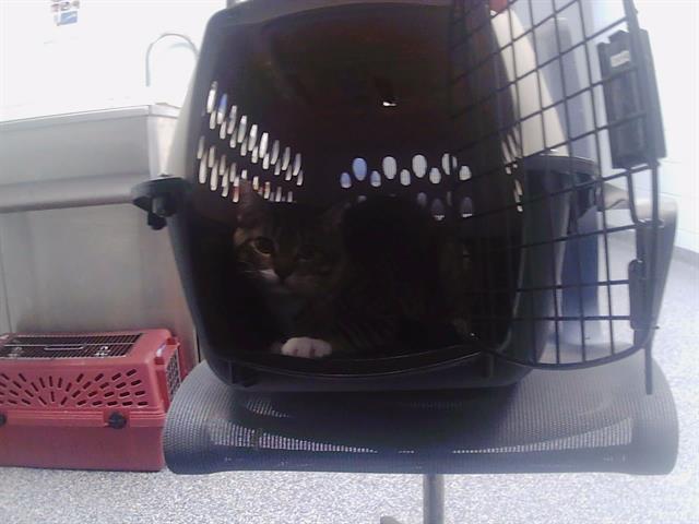 Adoptable Cat