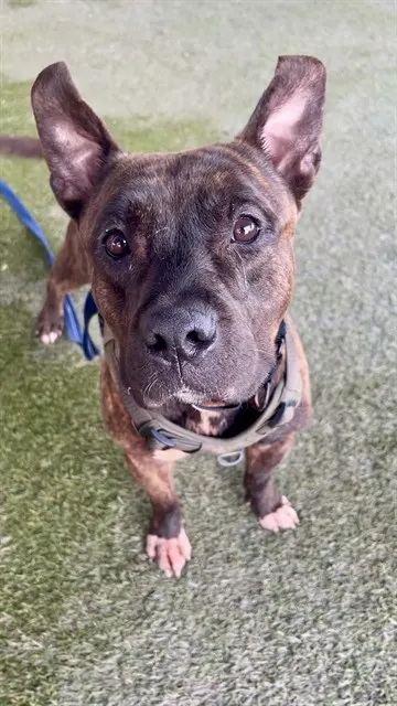 Taz