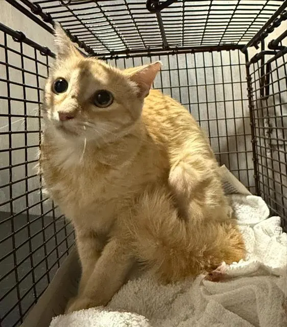 Adoptable Cat