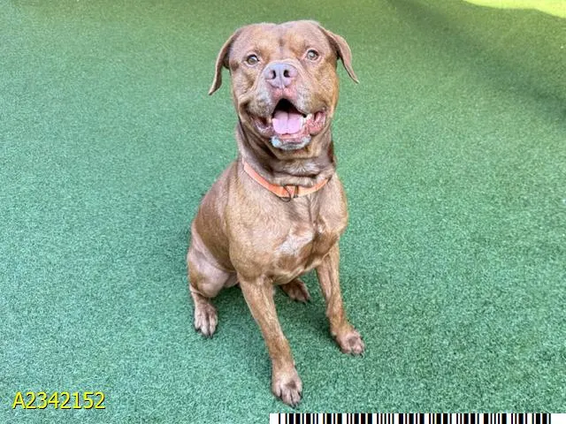 Adoptable Dog