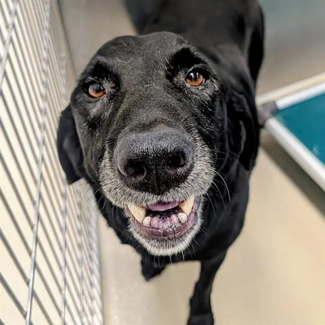 Adoptable Dog