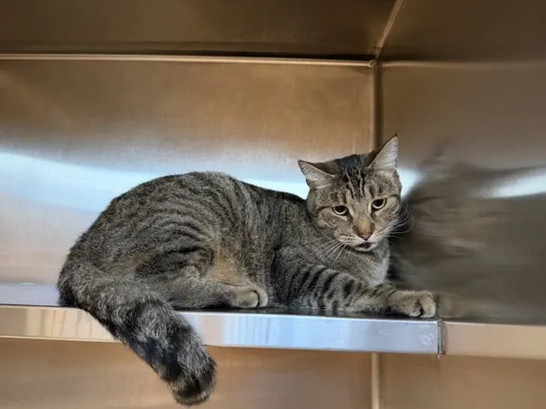 Adoptable Cat
