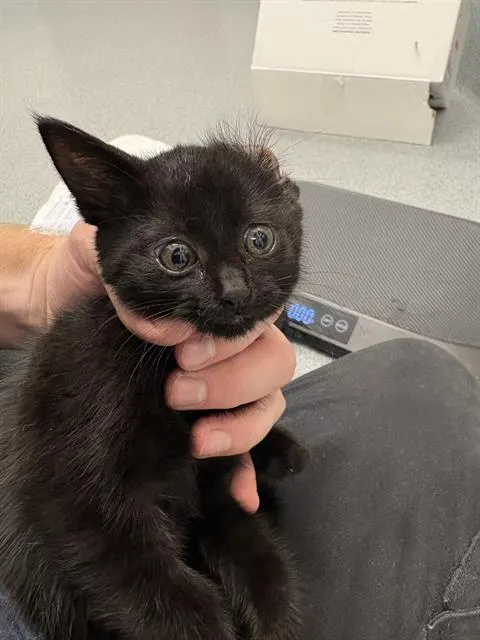 Lynx
